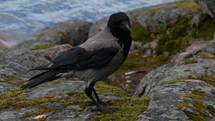 crow on a rock