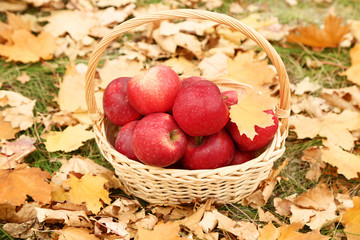 Naklejka na ściany i meble Basket with red apples in autumn park