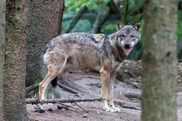 close up portrait of a grey wolf (canis lupus) also know as Timber wolf in forest during the summer months