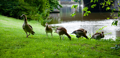 family of birds in green grass