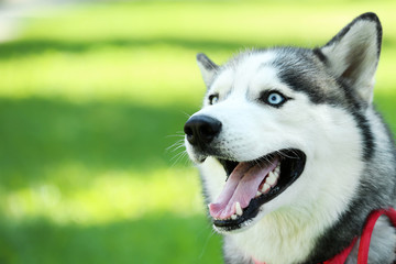 Husky dog sitting on the grass in park