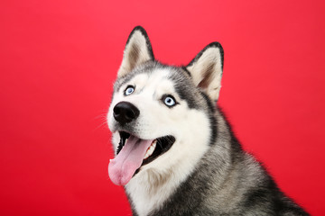 Husky dog on red background