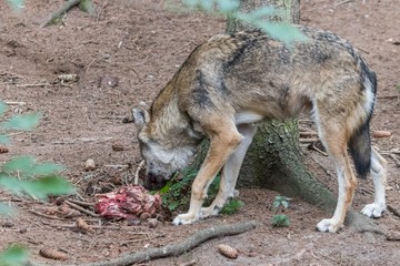 grey wolf (canis lupus) eating meat in the euopean forest