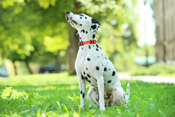 Dalmatian dog sitting on the grass in the park