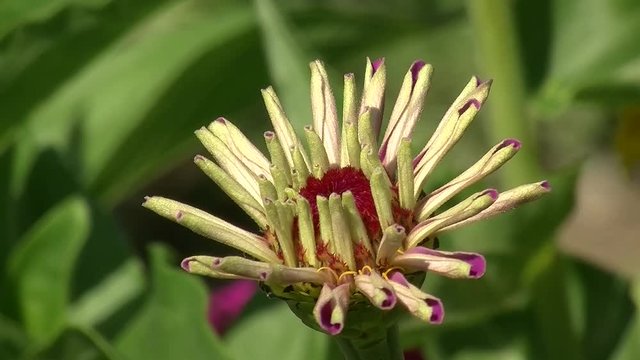 Eine aufbl&uuml;hende Zinnie schaukelt im Wind