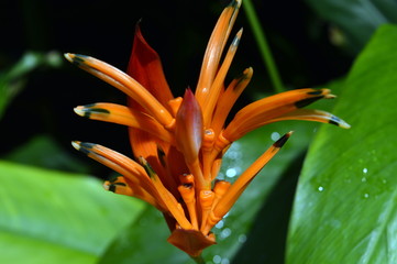 orange flower