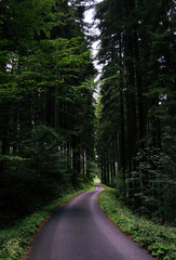 A road through summer forest.