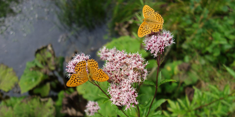 Yellow butterflies drinking of a blooming summer flower.