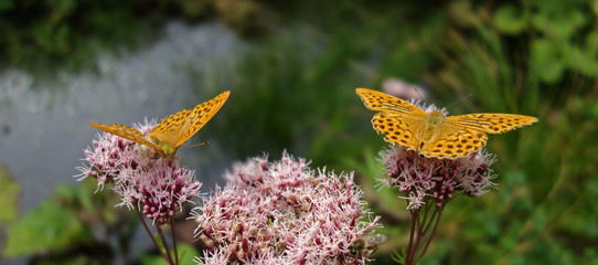 Yellow butterflies drinking of a blooming summer flower.