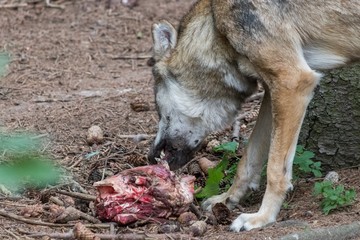 Fototapeta premium grey wolf (canis lupus) eating meat in the euopean forest