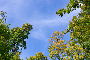 Sky and leaves