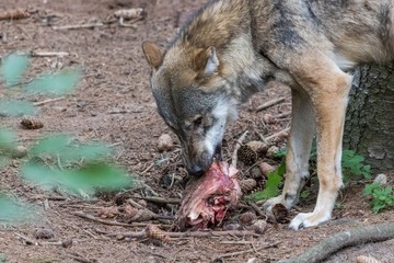 grey wolf (canis lupus) eating meat in the euopean forest