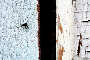 black spider on old peeling wooden surface