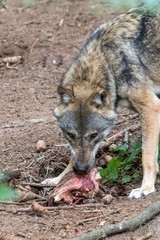 grey wolf (canis lupus) eating meat in the euopean forest