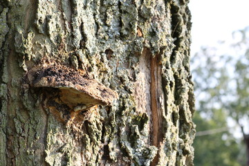 Fototapeta premium tree bark and fungus