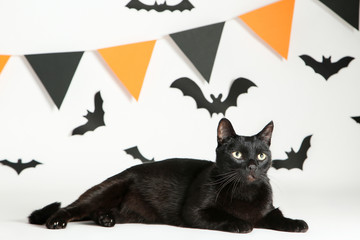 Black cat with paper bats and flags on white background