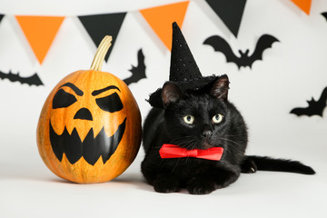 Black cat in hat with pumpkin, paper bats and flags on white background