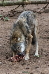grey wolf (canis lupus) eating meat in the euopean forest