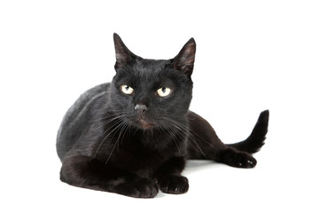 Black cat isolated on white background