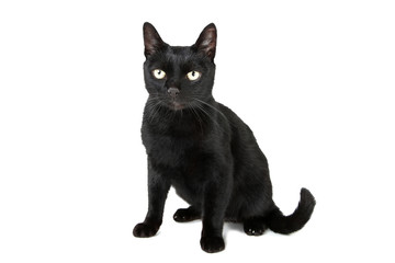 Black cat isolated on white background
