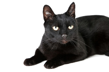 Black cat isolated on white background