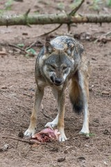 grey wolf (canis lupus) eating meat in the euopean forest