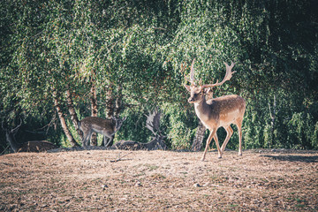 Wild deer in the autumn park