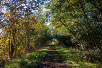 Shaded Autumn Path