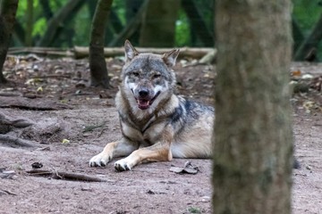  close up portrait of a grey wolf (canis lupus) also know as Timber wolf in forest during the summer months