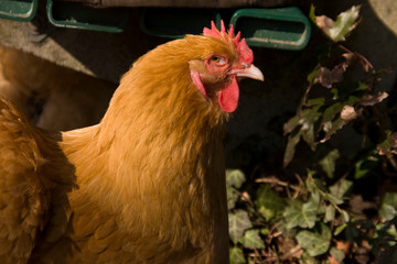 Huhn