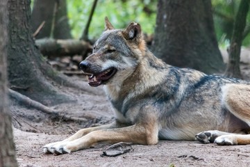  close up portrait of a grey wolf (canis lupus) also know as Timber wolf in forest during the summer months