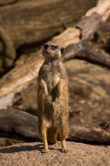 Elegenate Erdmännchen