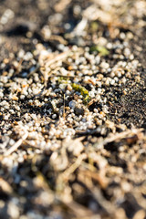 Tiny shells on a beach using shalllw depth of field