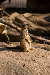 Elegenate Erdmännchen