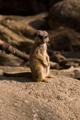 Elegenate Erdmännchen