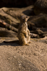 Elegenate Erdmännchen