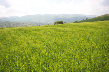 Rural landscape with wheat field