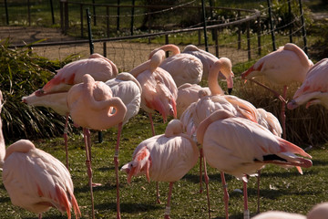Wunderschöner Flamingo