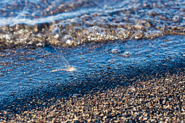 Dragonfly hovering over waves and bubbles rolling in at the beach