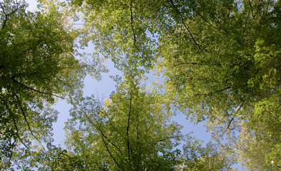 Lichtdurchflutete Baumkronen