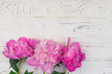 Pink peonies on a white wooden background. Top view, copy space