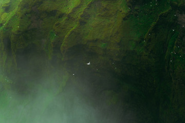 Bright white gull flying over the splashes of a Skogarfoss waterfall in Iceland. White gulls nesting on a background.