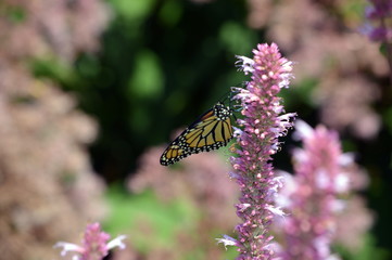 butterfly on flower