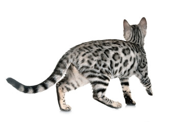 bengal cat in studio