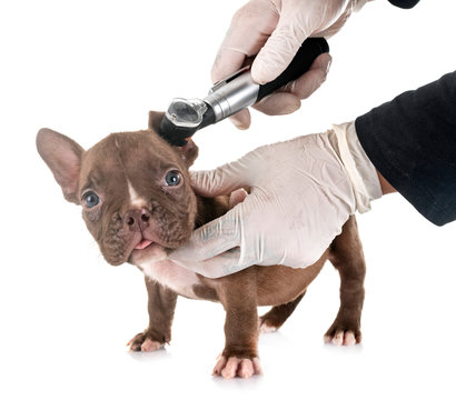 puppy american bully and otoscope
