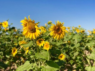 Fototapeta premium field of sunflowers