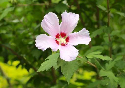 A close view of a hibiscus flower in the garden.