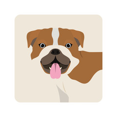 cute bulldog ingles dog on white background