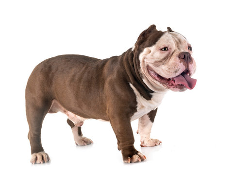 Premium Photo  English bulldog and american bully playing in the meadow.