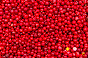 Background of ripe red lingonberry (cowberry, partridgeberry)